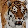 Orang tiger