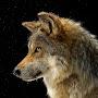 Wildwolf 24