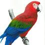 Parrot