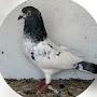 aquib pigeon