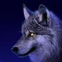 night wolf