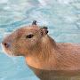 Friendly capybara.