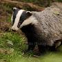 BadgerBotherer1