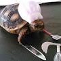 Turtle Chef