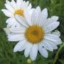 Shasta Daisy