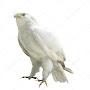 White Eagle