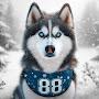 HuskyDog88