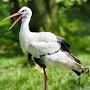 whitestork