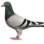 MeekPigeon