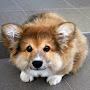 Corgi MC Fluff