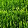 Grass