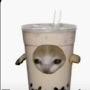 Boba_cat