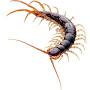 Centipede Homie