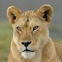 cleverlioness