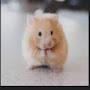 Hammy the hamster