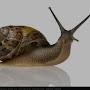 immortal_snail