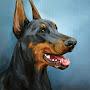 DobermanKing57