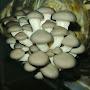 Dita Verdi Mushrooms