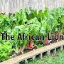 The African Lion