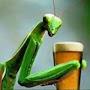 Just A Cool Praying Mantis Drinking A Brewski