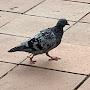 MR_Pigeon118