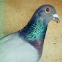 @pigeonracing6406