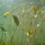 aquatic vegetation