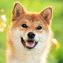 Shiba Inu