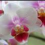 Orchid Treasure