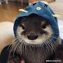 otter