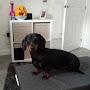 @minniethedachshund6447