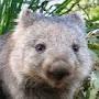 Cheeky Wombat