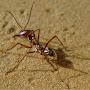 Our Ants Empire