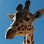 @geoffreychippersongiraffe5695