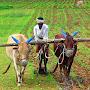 Desi & Organic Farming