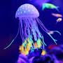 Violet Jellyfish