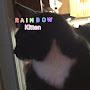 Rainbow kitten