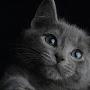 The Grey Kitten