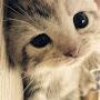 Kucing Comel