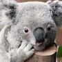 Koala Lovers Family