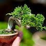 Yêu bonsai mini