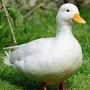 TheBestDuck