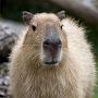 capybara228