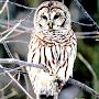 white Owl