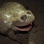 Screeching Toad
