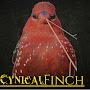 @Cynical_Finch