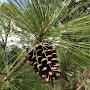 Southern Longleaf Outdoors