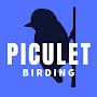 Piculet Birding / Tours Colombia