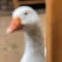 suspicious goose