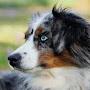 Australian Shepherds are the best dog breed